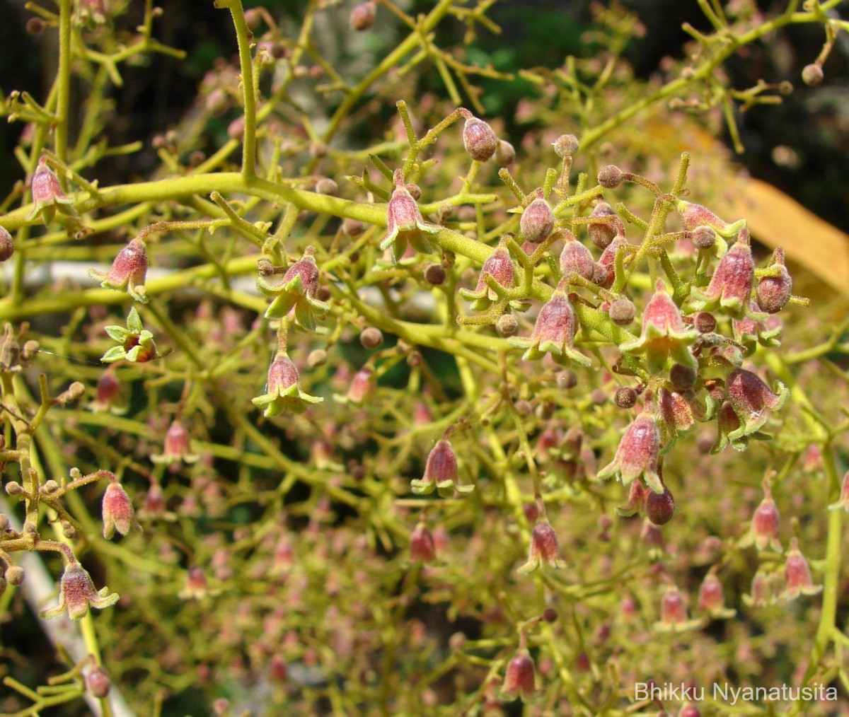 Sterculia urens Roxb.